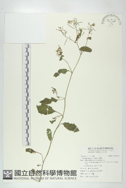 葶藶藏品圖，第1張