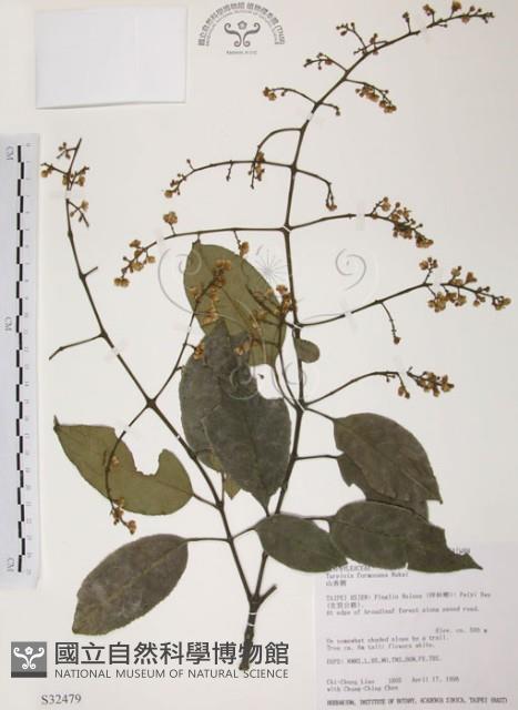 山香圓藏品圖，第1張