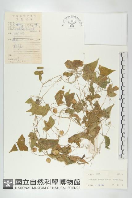 馬交兒藏品圖，第1張