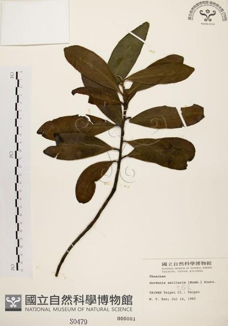 大頭茶藏品圖，第1張