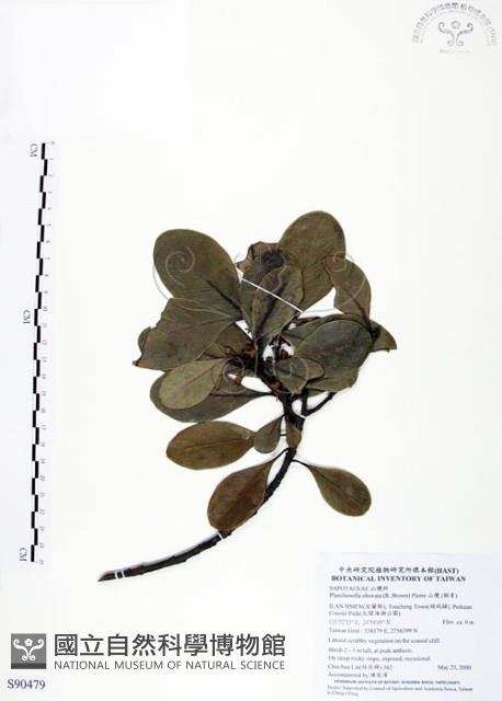 山欖、樹青藏品圖，第1張