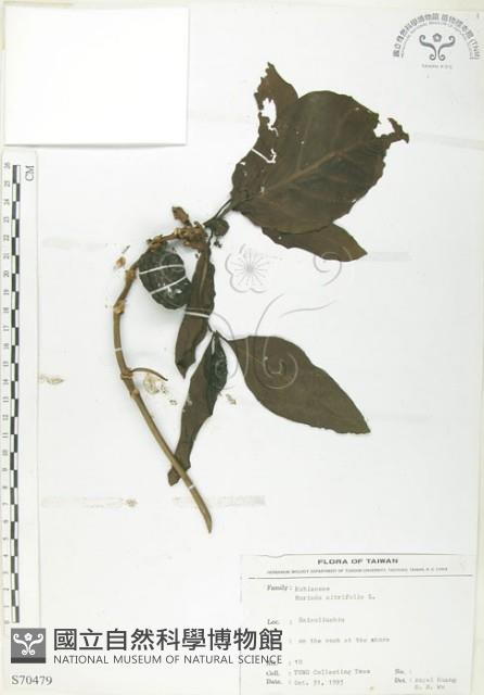 檄樹、諾麗果藏品圖，第1張