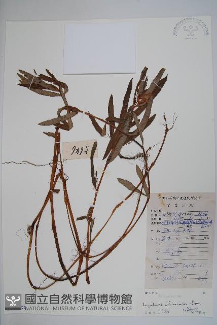 華鳳仙藏品圖，第1張