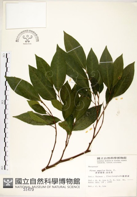 菲律賓榕藏品圖，第1張