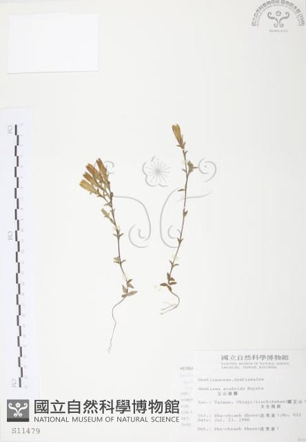 玉山龍膽藏品圖，第1張