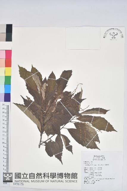 臺灣苦櫧藏品圖，第1張