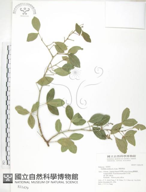 飛龍掌血藏品圖，第1張