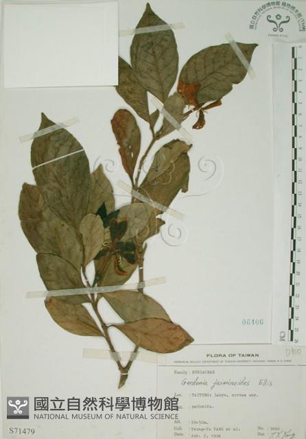 山黃梔藏品圖，第1張