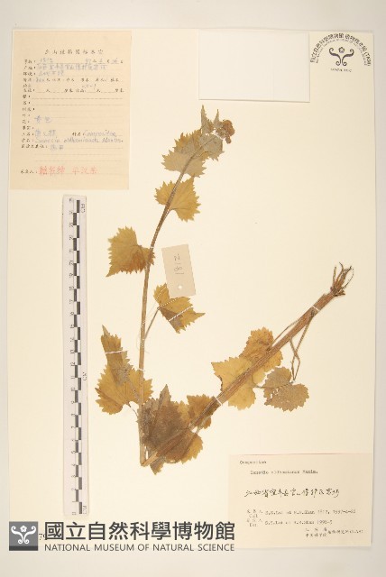 蒲兒根藏品圖，第1張