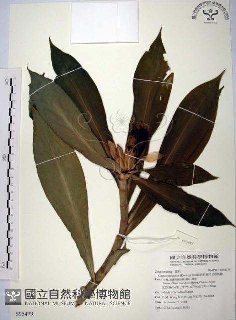 絹毛鳶尾、閉鞘薑藏品圖，第1張