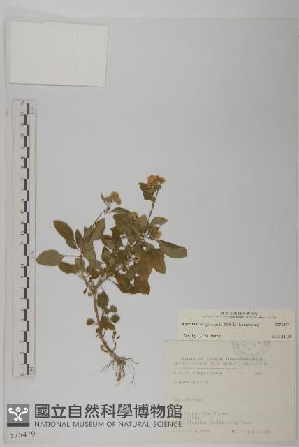 霍香薊藏品圖，第1張