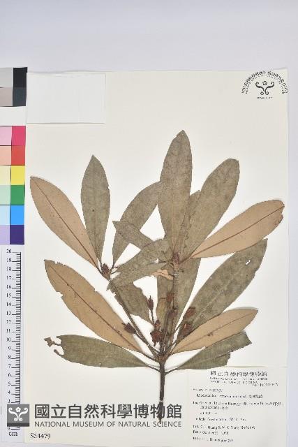 臺灣杜鵑藏品圖，第1張