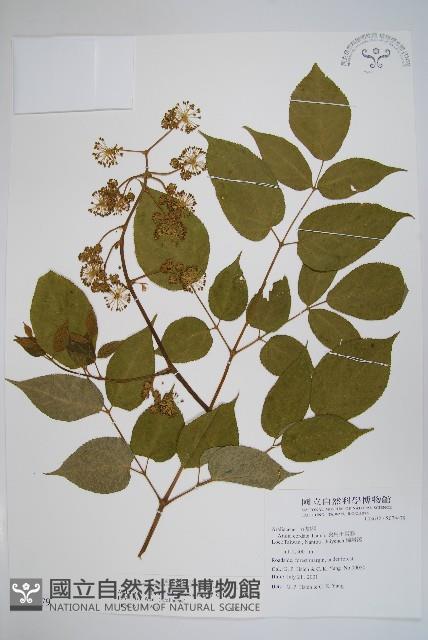 登錄號:S074479藏品圖，第1張