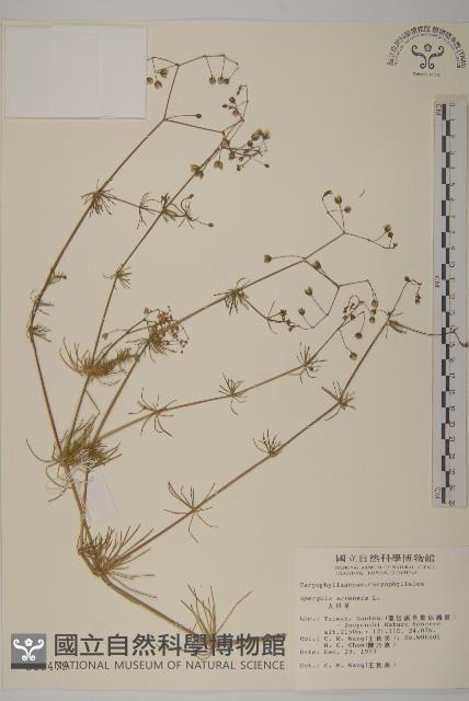 大爪草藏品圖，第1張