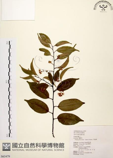 墨點櫻桃、黑星櫻藏品圖，第1張