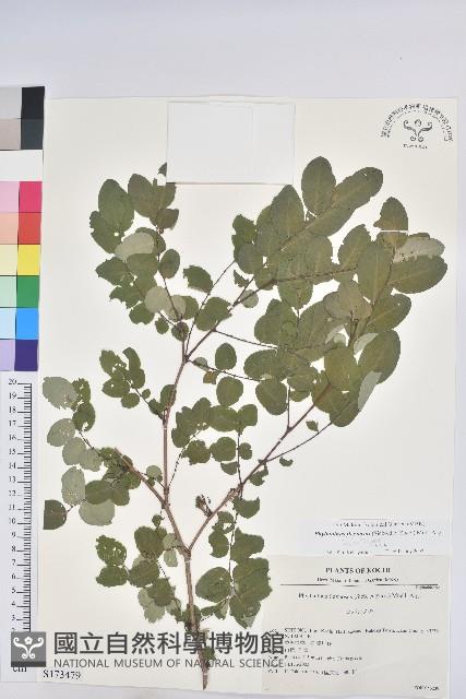 登錄號:S173479藏品圖，第1張