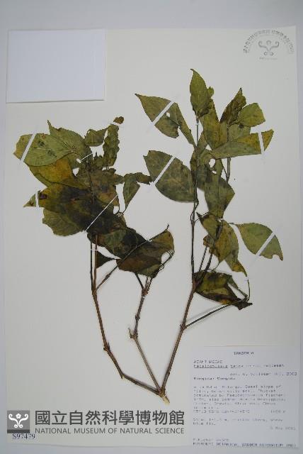 登錄號:S097479藏品圖，第1張