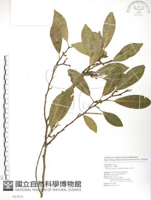 烏心石藏品圖，第1張