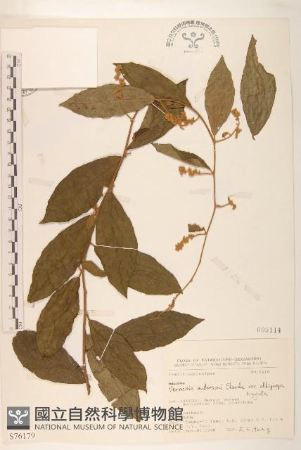 過山龍藏品圖，第1張