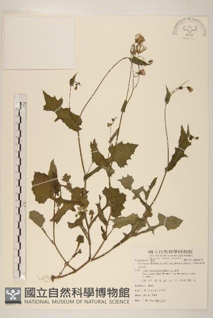紫背草藏品圖，第1張