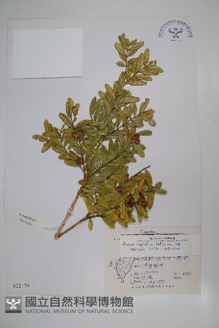 岩生黃楊藏品圖，第1張