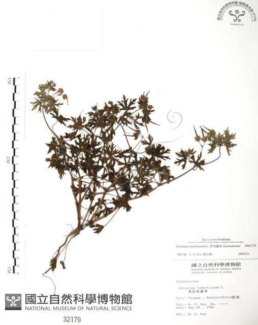 野老鸛草藏品圖，第1張