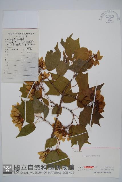 三角楓藏品圖，第1張