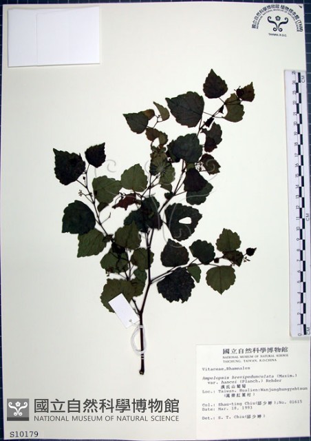 漢氏山葡萄藏品圖，第1張