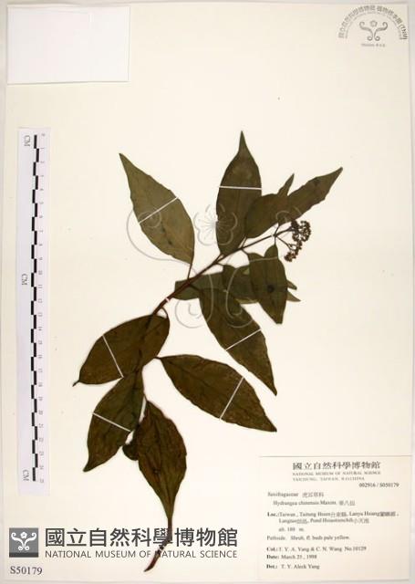 華八仙藏品圖，第1張