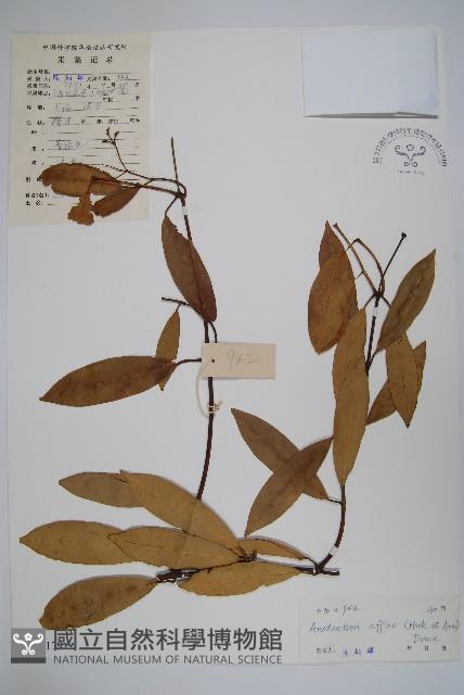 小錦蘭藏品圖，第1張