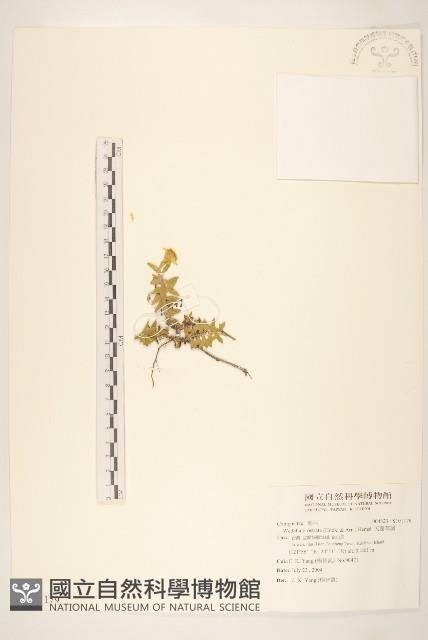 天蓬草舅藏品圖，第1張