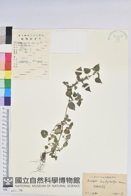 短序鐵莧菜藏品圖，第1張