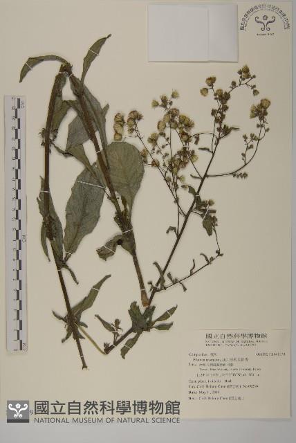 薄葉艾納香藏品圖，第1張