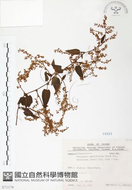 臺灣何首烏藏品圖，第1張