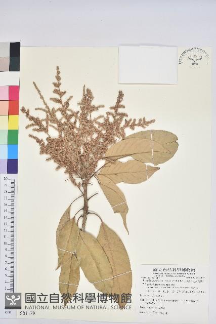 大葉石櫟、大葉校栗藏品圖，第1張