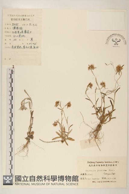 父子草、天青地白藏品圖，第1張