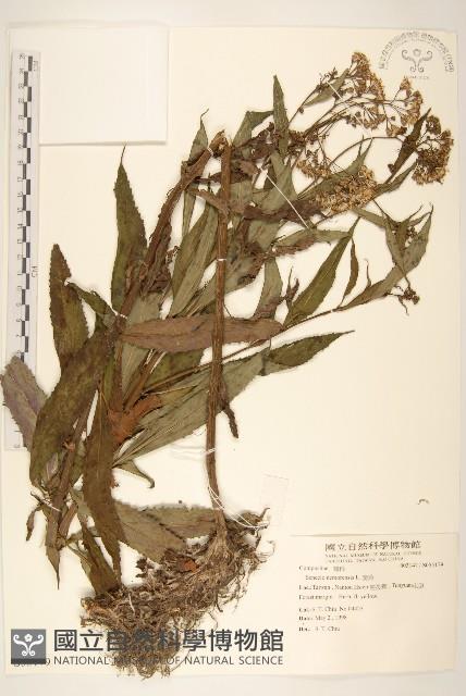 黃菀藏品圖，第1張