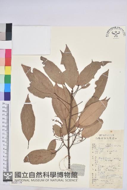 粗糠柴藏品圖，第1張