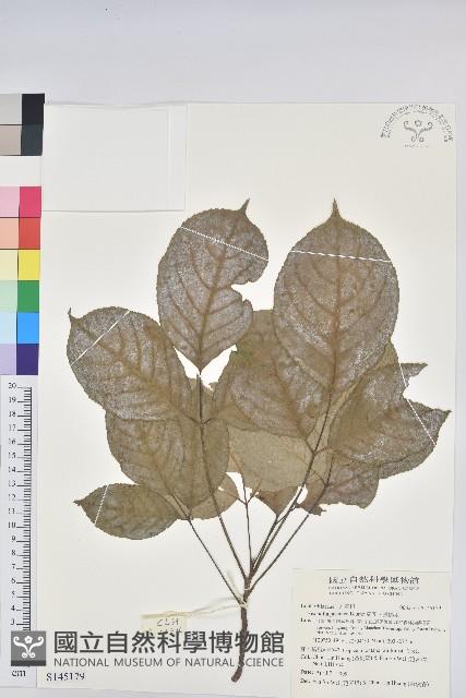 茄苳、重陽木藏品圖，第1張