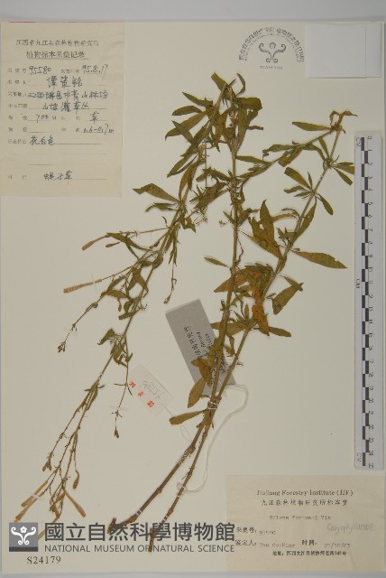 蠅子草藏品圖，第1張