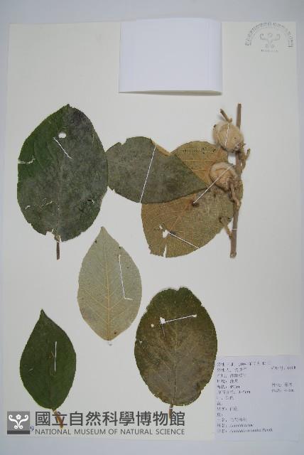 毛花楊桃藏品圖，第1張