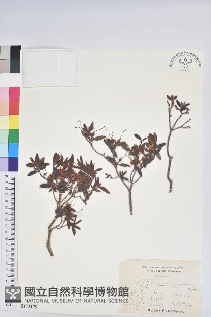 紅毛杜鵑藏品圖，第1張