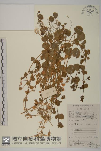 登錄號:S083179藏品圖，第1張