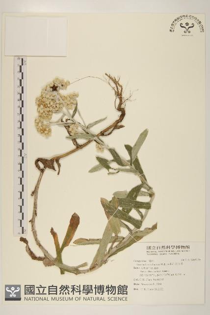 紅面番藏品圖，第1張