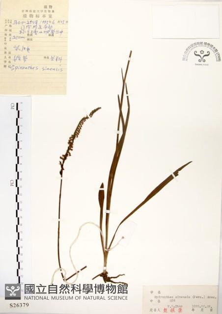 綬草藏品圖，第1張