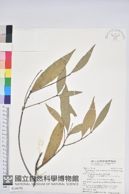 三斗石櫟藏品圖，第1張