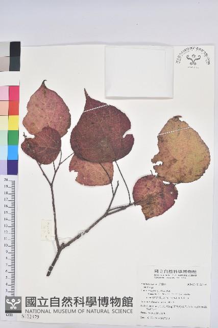 登錄號:S122379藏品圖，第1張