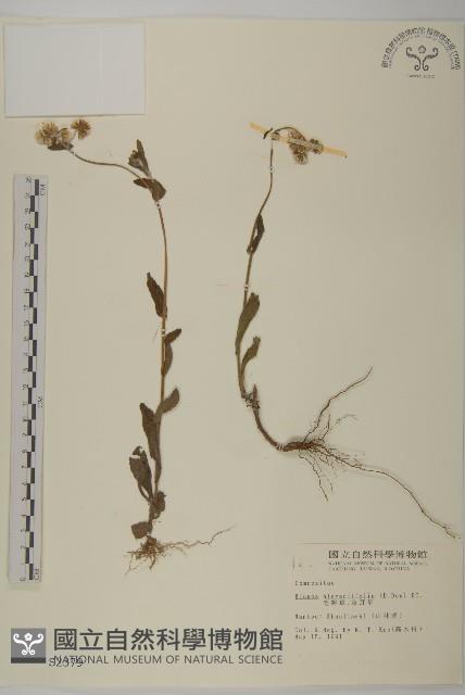 毛將軍藏品圖，第1張