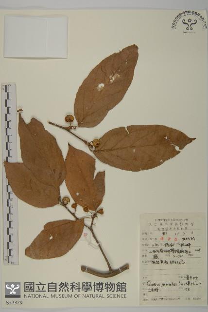 哥蘭葉藏品圖，第1張