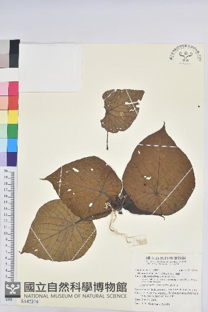 血桐藏品圖，第1張